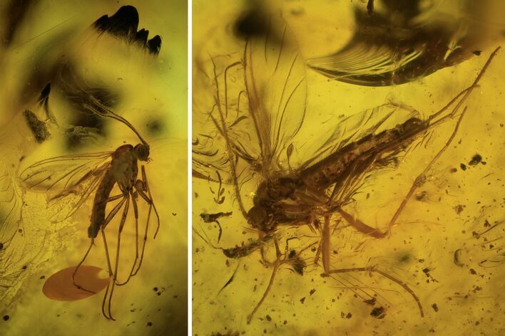 Three Detailed Fossil Flies (Diptera) In Baltic Amber #94032